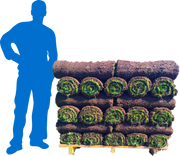 Fescue 500 Sq. Ft. Sod Pallet